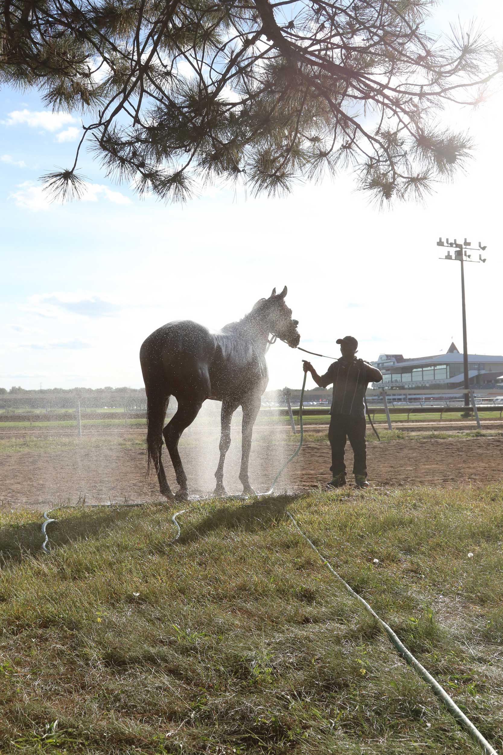 Washing horse at horse racing track